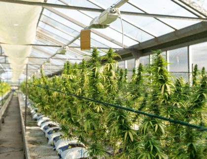 Cannabis Growing Greenhouse