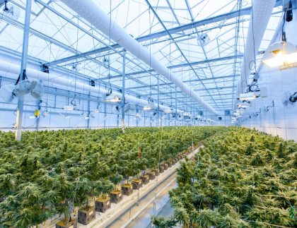 Cannabis Grow Facility