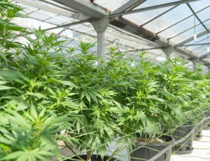 Commercial Cannabis Plants Growing Greenhouse