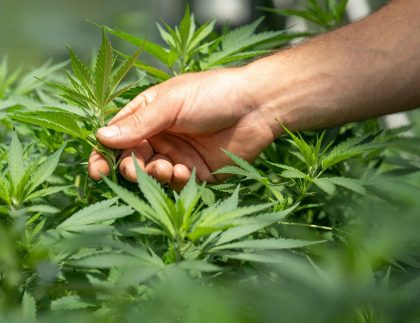 Inspecting a Cannabis Plant