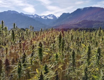 Field of Cannabis Growing